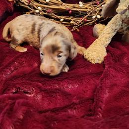 Chocolate dapple girl 2 - Dapple female Dachshund puppy in West Plains, Missouri from Spring Creek Dachshunds
