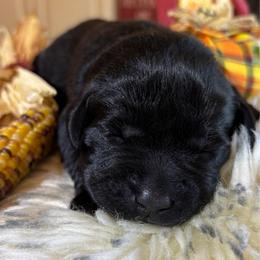 Green Bean Casserole (Cassie) - Black female Labrador Retriever puppy in Taylors, South Carolina from Spring Water Labs of the Carolinas