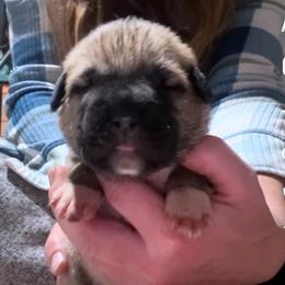 Male 7 - Biscuit and white male Anatolian Shepherd Dog puppy in Daggett, Michigan from T&S Anatolians