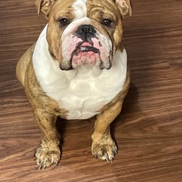 Bulldog All Grown Up from Momma Bear’s bulldogs