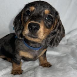 Blue - Black and tan male Dachshund puppy in West Richland, Washington from Harrington Dachshunds