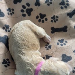 French Bulldog and Goldendoodle Puppies from Good Vibes Puppies