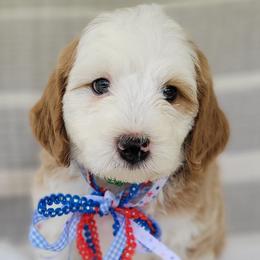 Honor - Red male Bernedoodle puppy in Warrior, Alabama from Elite Goldendoodles and Bernedoodles