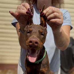 Green Collar Boy - Red and rust male Doberman Pinscher puppy in Stow, Ohio from Imperium Dobermann