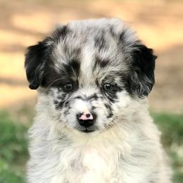 Miniature Australian Shepherds from G5 Mini Aussies