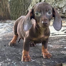 Wyatt - Chocolate and tan male Dachshund puppy in Industry, Illinois from KDKs Kennels