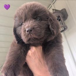 Brown Newfoundland Female 2 PURPLE PINK - Brown female Newfoundland puppy in Burfordville, Missouri from Umfleet Farms