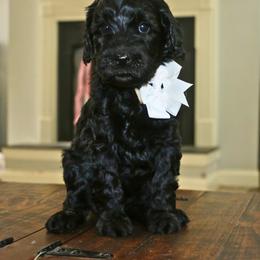 White - Black female Australian Labradoodle puppy in Milton, North Carolina from Good Day Doodles