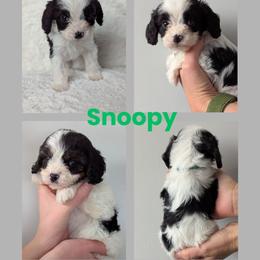 Snoopy - Black and white male Cavapoo puppy in Newdale, Idaho from Canyon Creek Puppies