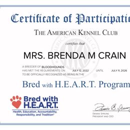 Bloodhound Puppies from Rays Of Sunshine Bloodhounds