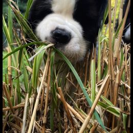 Saint Bernard Puppies from Fletchers Saints