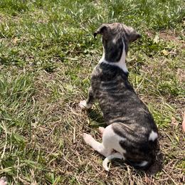 Whippet Puppies from Hertzog  Whippets