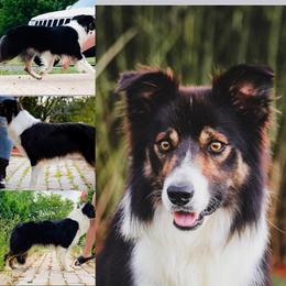 Big Ben - Tri-color male Border Collie puppy in Lakeview, Michigan from Haven Creek Farm