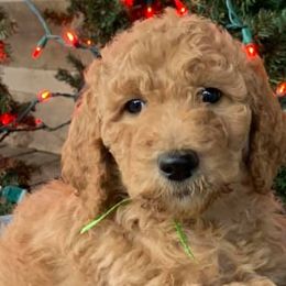 Goldendoodles and Poodles from Paradise kennels TN