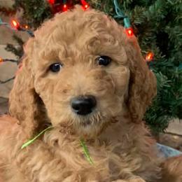 Goldendoodles and Poodles from Paradise kennels TN