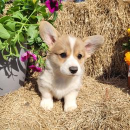 Neptune - Red male Pembroke Welsh Corgi puppy in Gulf Breeze, Florida from Cajun Creek's