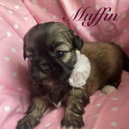 Muffin - Red female Shih Tzu puppy in Hemet, California from Aloha Shih Tzu