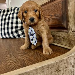 Black-Boy - Apricot male Goldendoodle puppy in Thomasville, Georgia from South Georgia Golden Doodle Ranch LLC
