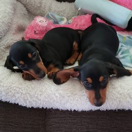 Dachshunds from Shirts Miniature Dachshunds