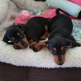 Dachshunds from Shirts Miniature Dachshunds
