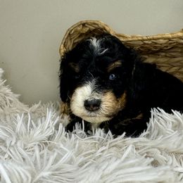 Boy 1 - Tri-color male Bernedoodle puppy in Russiaville, Indiana from Pleasant Creek Minibernedoodles