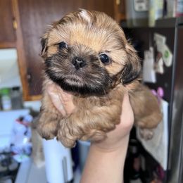 Shih Tzu Puppies from DavOrr’s LoweryBell Shih Tzus