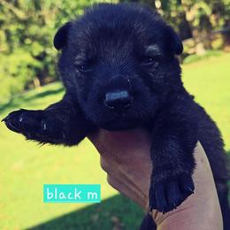 Black collar - Sable male German Shepherd puppy in Dexter, Missouri from Vom Morris Haus German Shepherds