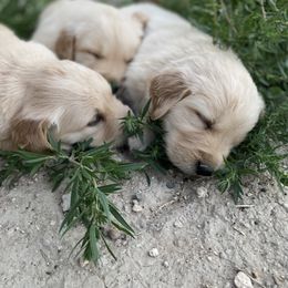 Golden Retriever Puppies from Castle Country Companions
