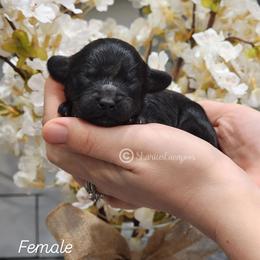 Black girl - Black female Cavapoo puppy in Ossian, Indiana from Sharices Cavapoos