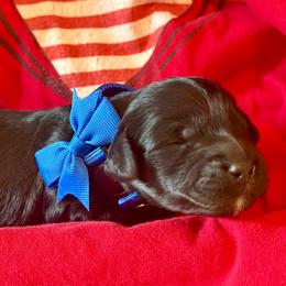 Bolt- blue boy - Black and white male Aussiedoodle puppy in Midlothian, Texas from Gray Doodles