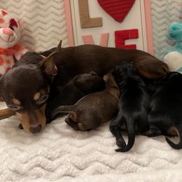 Prague Ratter Puppies from North Star Gem’s Prague Ratters