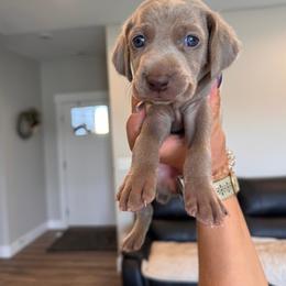 Flush - Green Collar - Silver gray female Weimaraner puppy in Riverside, Utah from Blue Phantom Kennels