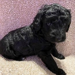 Goldendoodle Puppies from Waggin Country Doodles