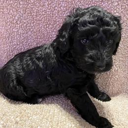 Goldendoodle Puppies from Waggin Country Doodles