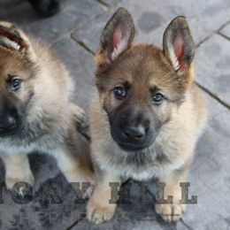 German Shepherd Puppies from Smoky Hill Shepherds