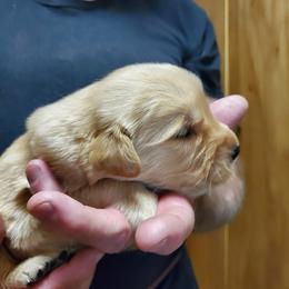 English Setter, Golden Retriever, and Gordon Setter Puppies from Katherine Lirette
