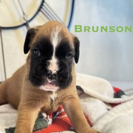 Brunson - Fawn male Boxer puppy in Cicero, New York from MK Boxer Haven of CNY