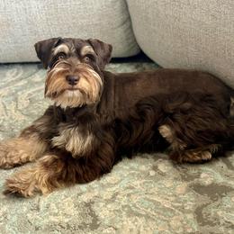 Kalua - Miniature Schnauzer