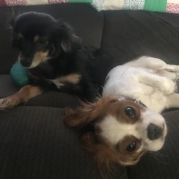 Cavalier King Charles Spaniel Puppies from Christina’s Cavaliers