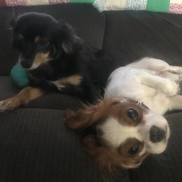 Cavalier King Charles Spaniel Puppies from Christina’s Cavaliers