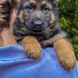 Red Leader - Black and tan male German Shepherd puppy in Bonney Lake, Washington from German Shepherds Von Washington