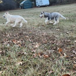 Siberian Husky Puppies from Spirit of the Moon Siberians