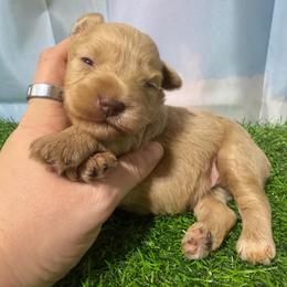 Foxx - Wheaten male Miniature Schnauzer puppy in Lufkin, Texas from C&K’s Schnauzer House
