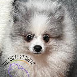 AKC BATMAN 2000 - Blue merle male Pomeranian puppy in Watkins Glen, New York from Wicked Spirits Pomeranians