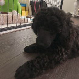 Poodle Puppies from Madness Kennels