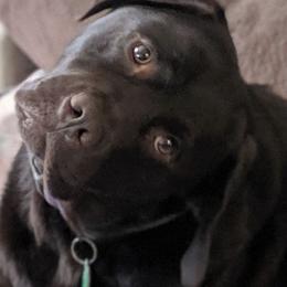Labrador Retrievers from Peyton's Labradors
