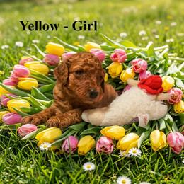 Girl 5 - Red  female Poodle puppy in Mc Henry, Illinois from Sunset Maple Poodles