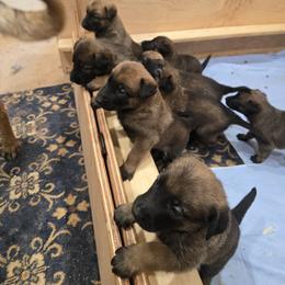 Girl 2 - Fawn female Belgian Malinois puppy in Fredonia, Arizona from Zion Malinois