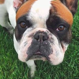 French Bulldogs from Windy Willow's French Bulldog