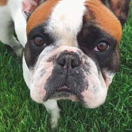 French Bulldogs from Windy Willow's French Bulldog